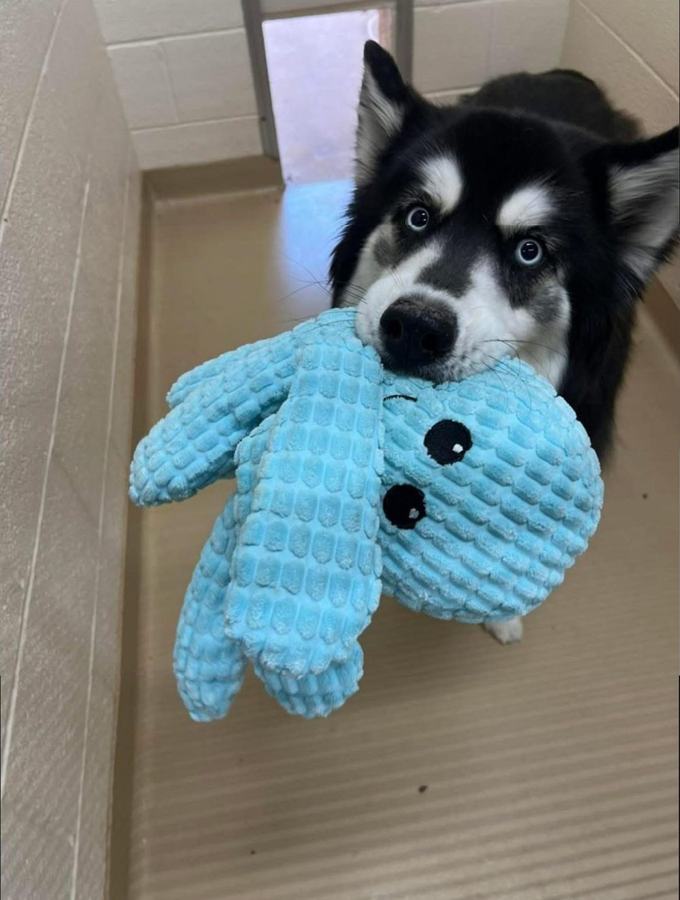 Husky with a toy inside an indoor run, patio door open behind