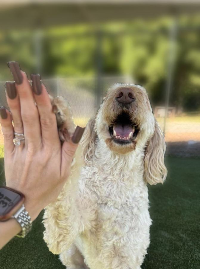 Goldendoodle giving a high five on the turf