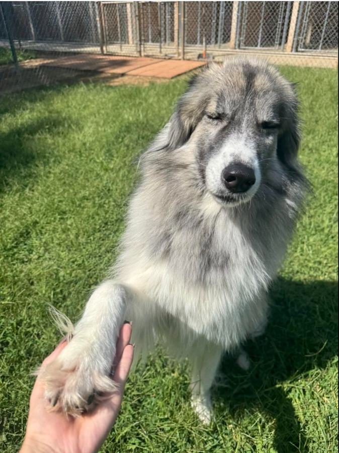 Husky mix shaking hands with a staff member