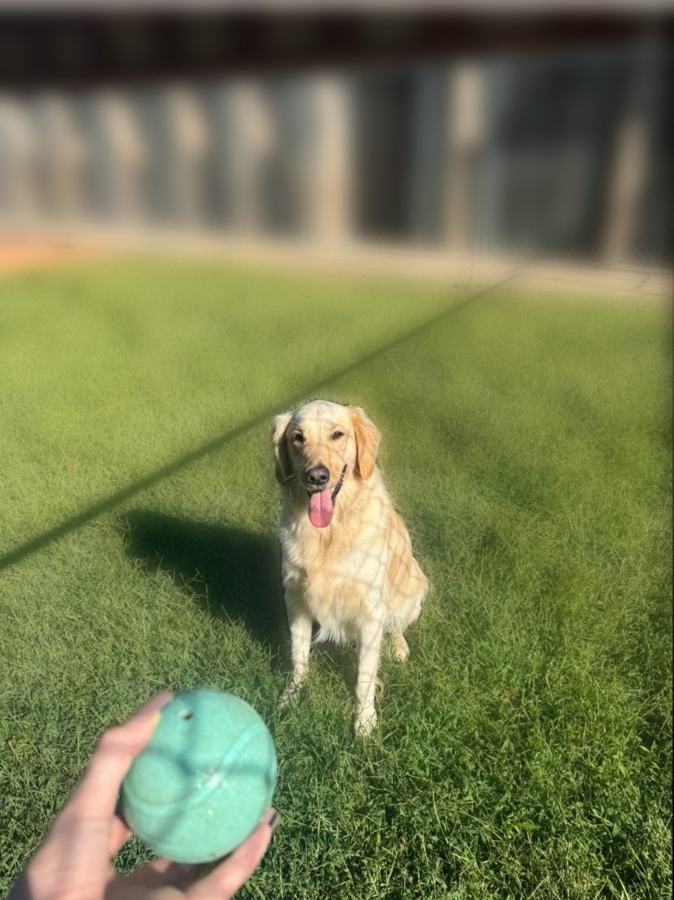 Golden retriever in front of the kennel building with its row of covered patios