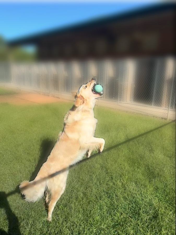 Golden retriever leaping for a ball in front of the kennel building