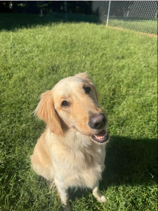 Head tilt