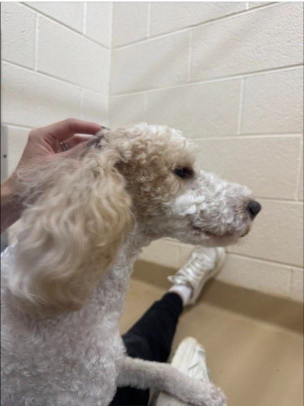 Poodle getting lap time with a staff member