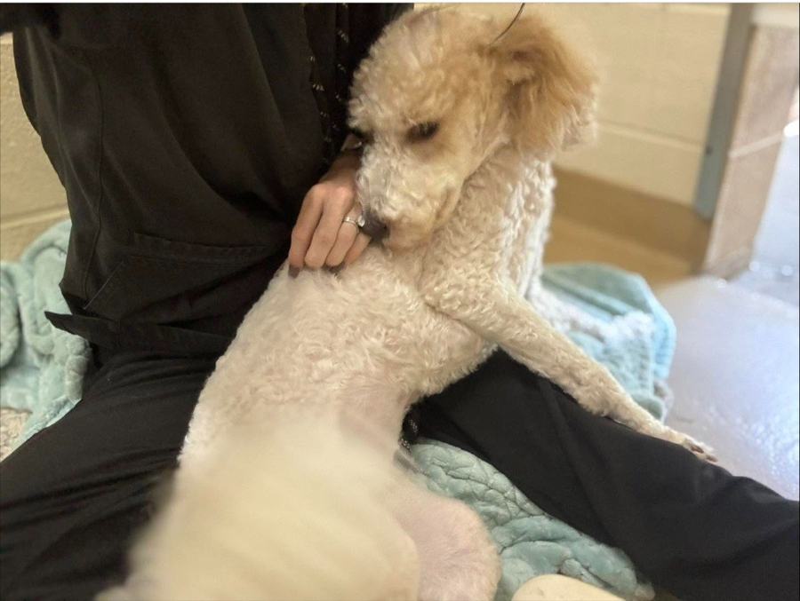 Poodle snuggled into a blanket with a staff member