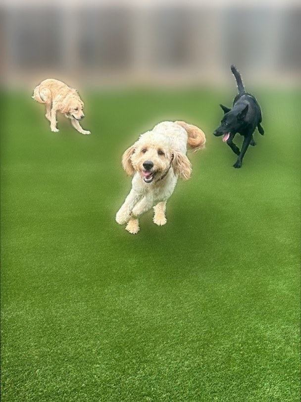 Playgroup on the turf