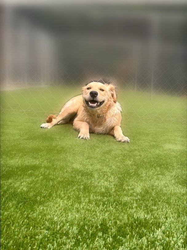 Golden retriever relaxing on the turf
