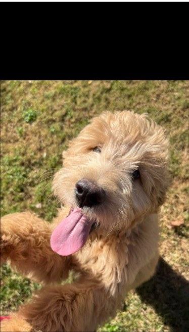 Puppy grin