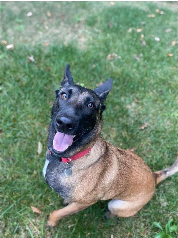 Ears up