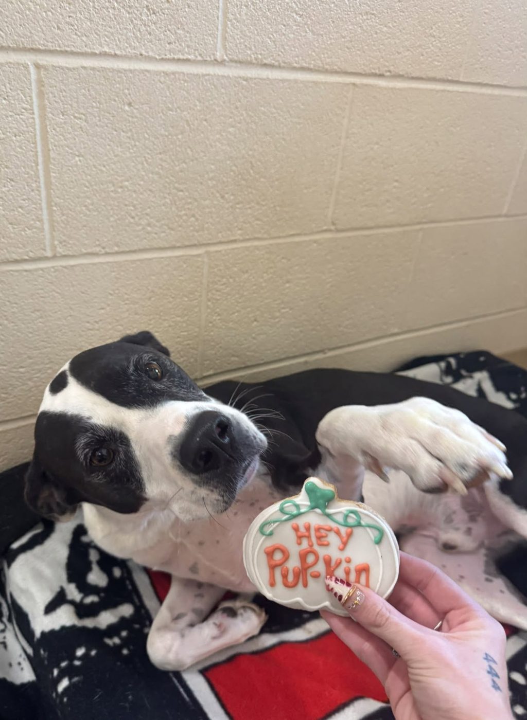 Pumpkin cookie day