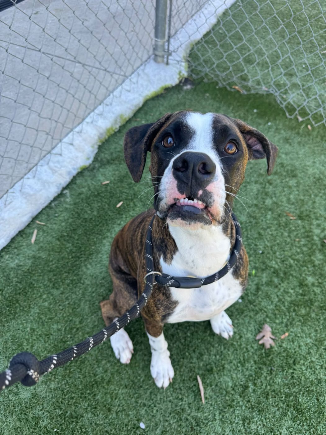 Boxer grin