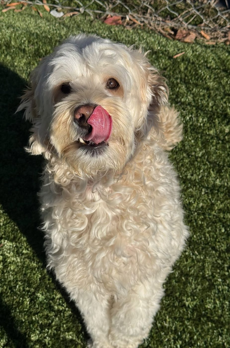 Doodle on the turf