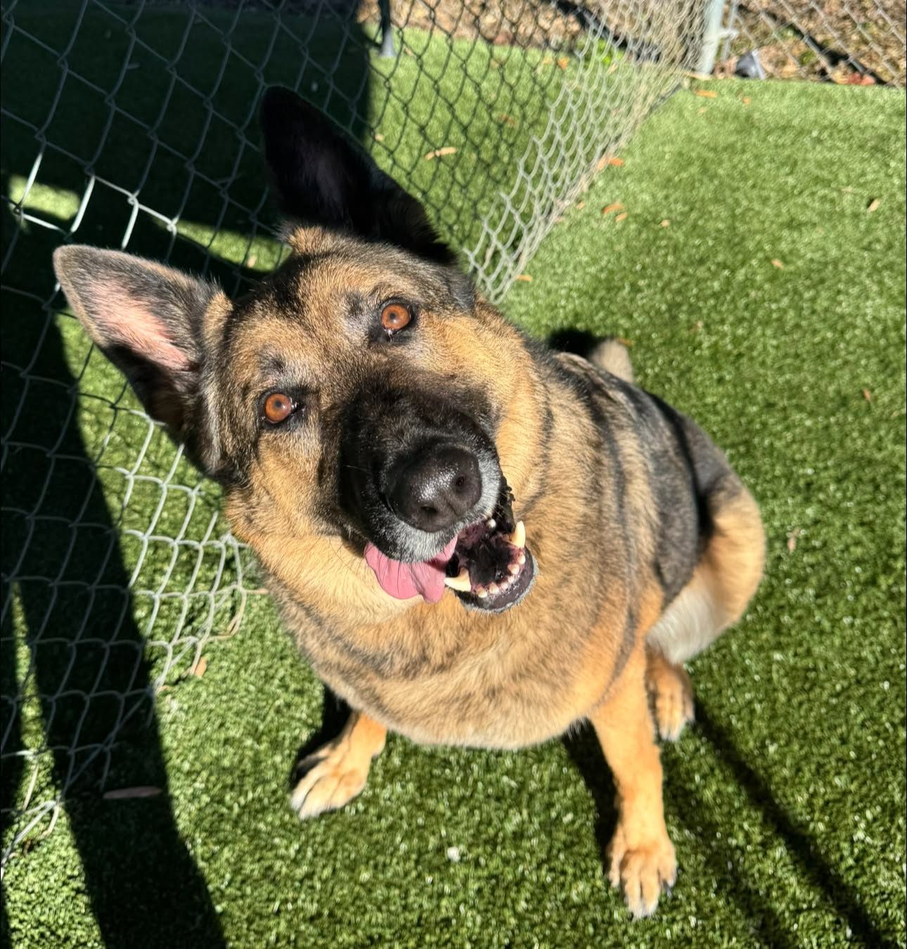 Shepherd smile