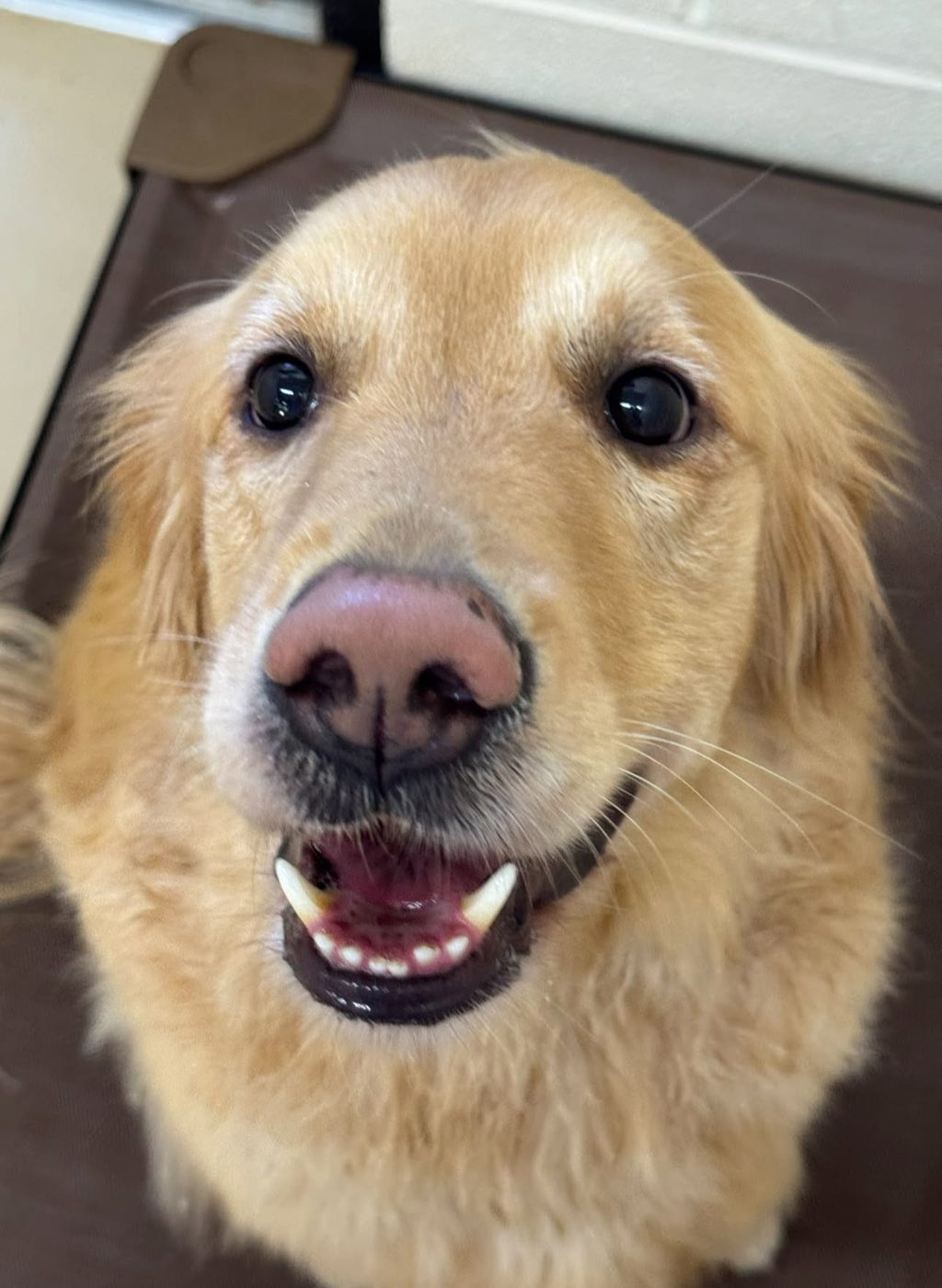 Golden close-up