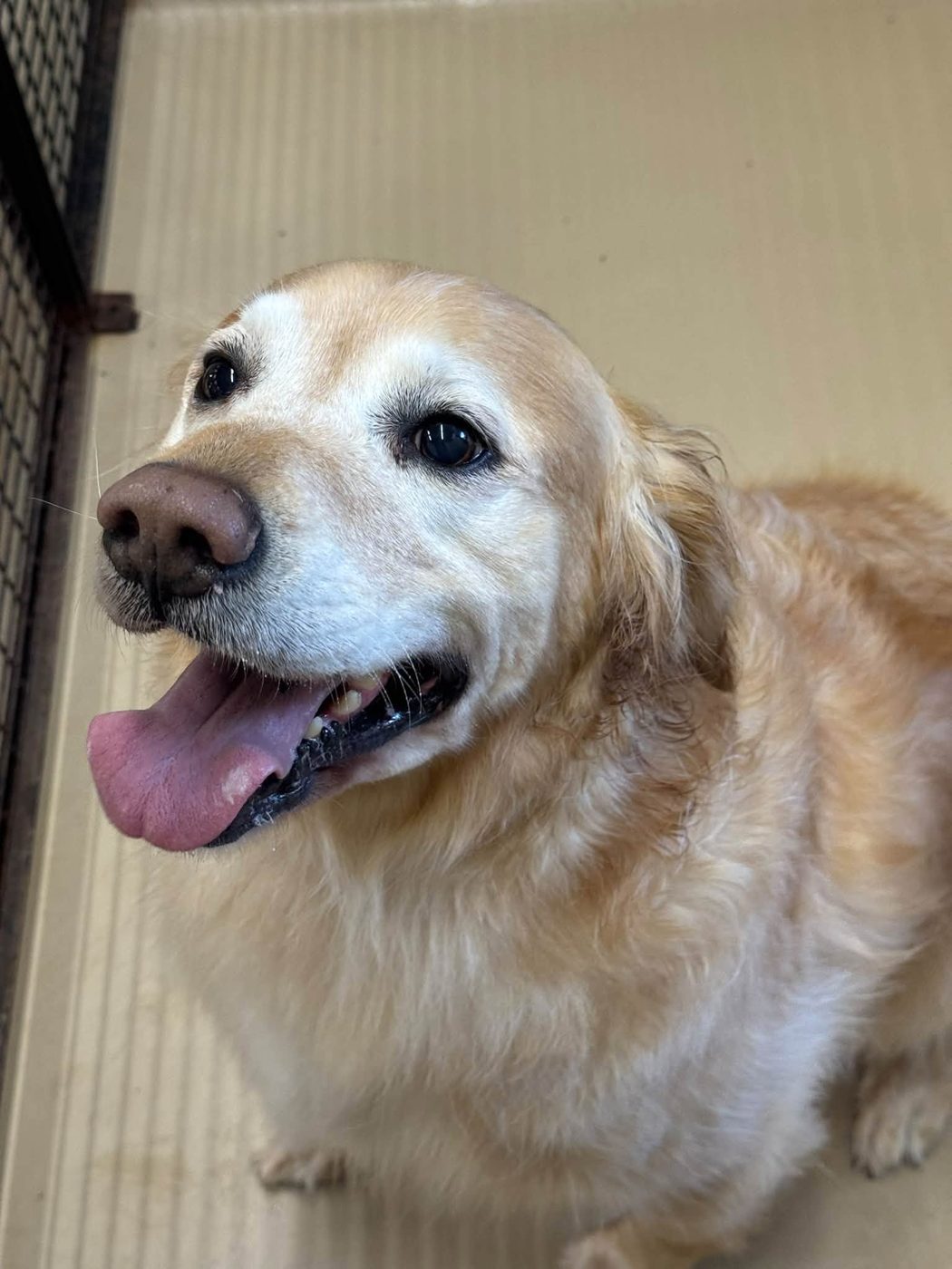 Sweet senior golden