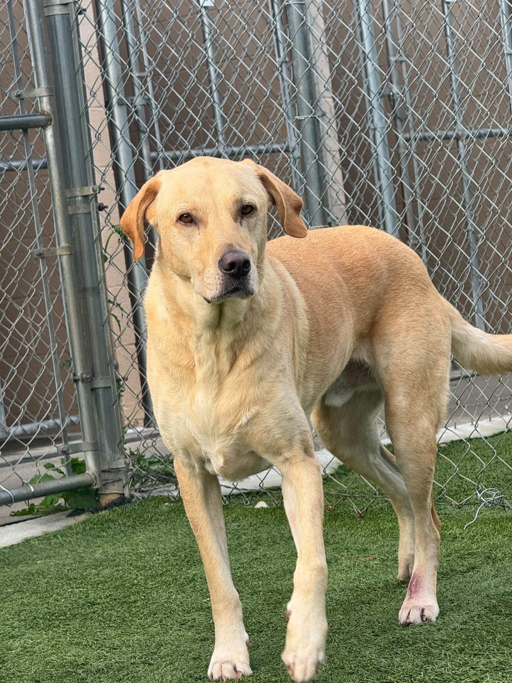 Lab on the turf