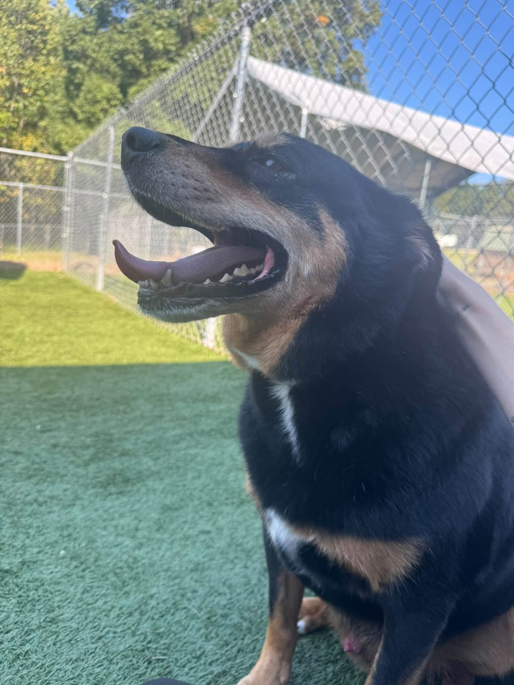 Happy in the yard