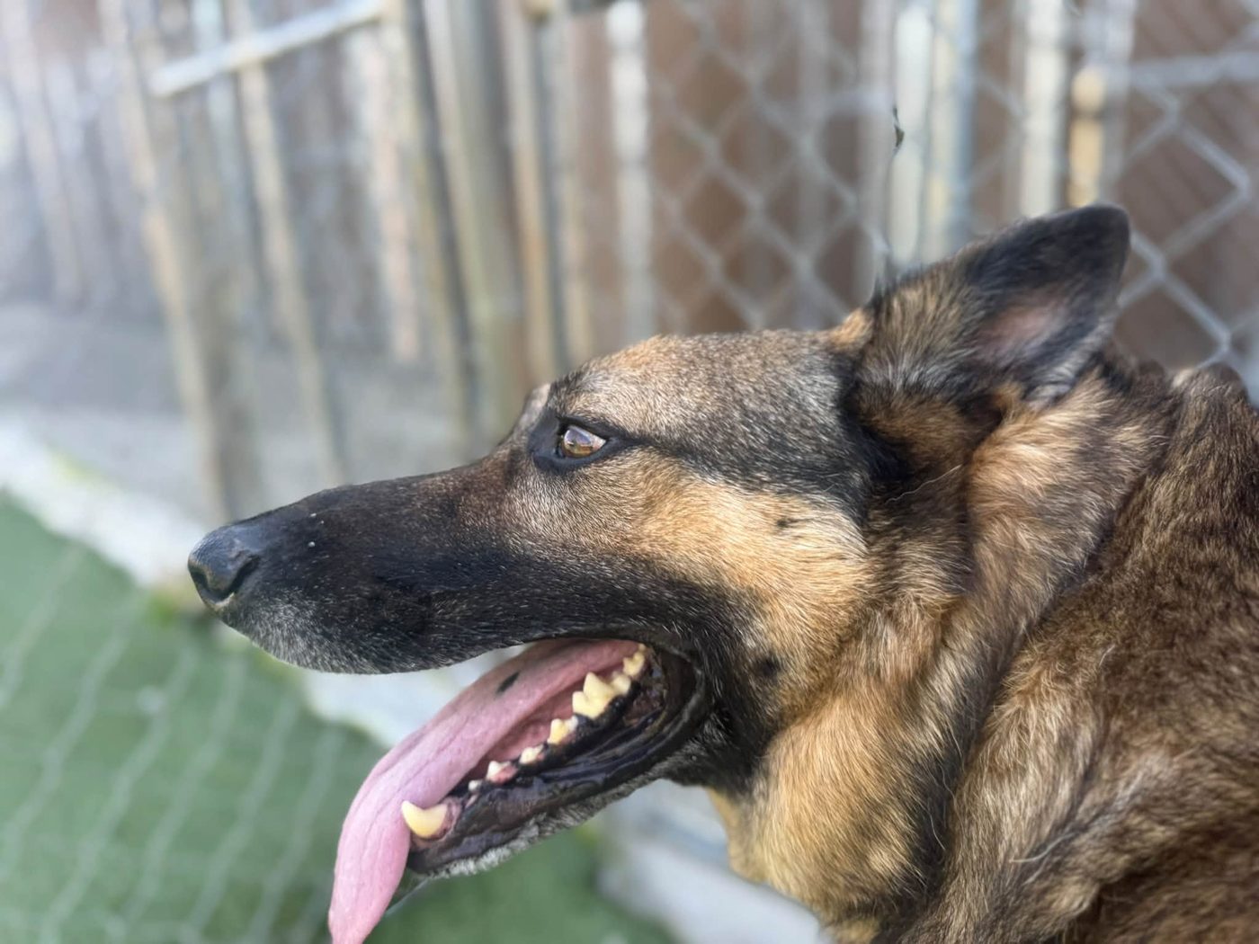 Shepherd profile