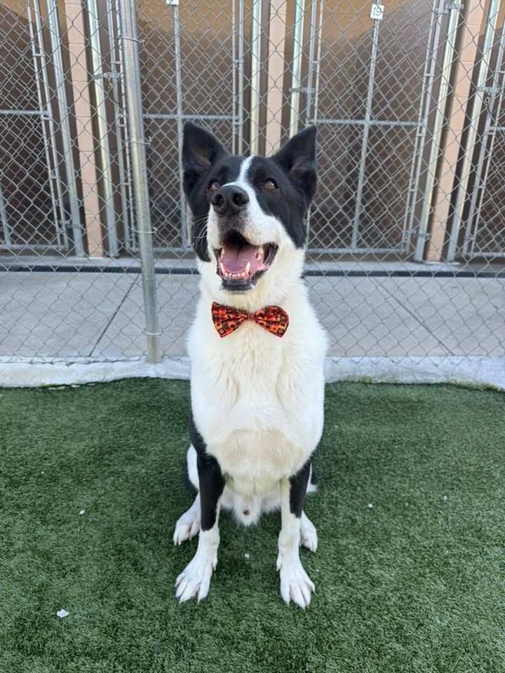 Bow tie day