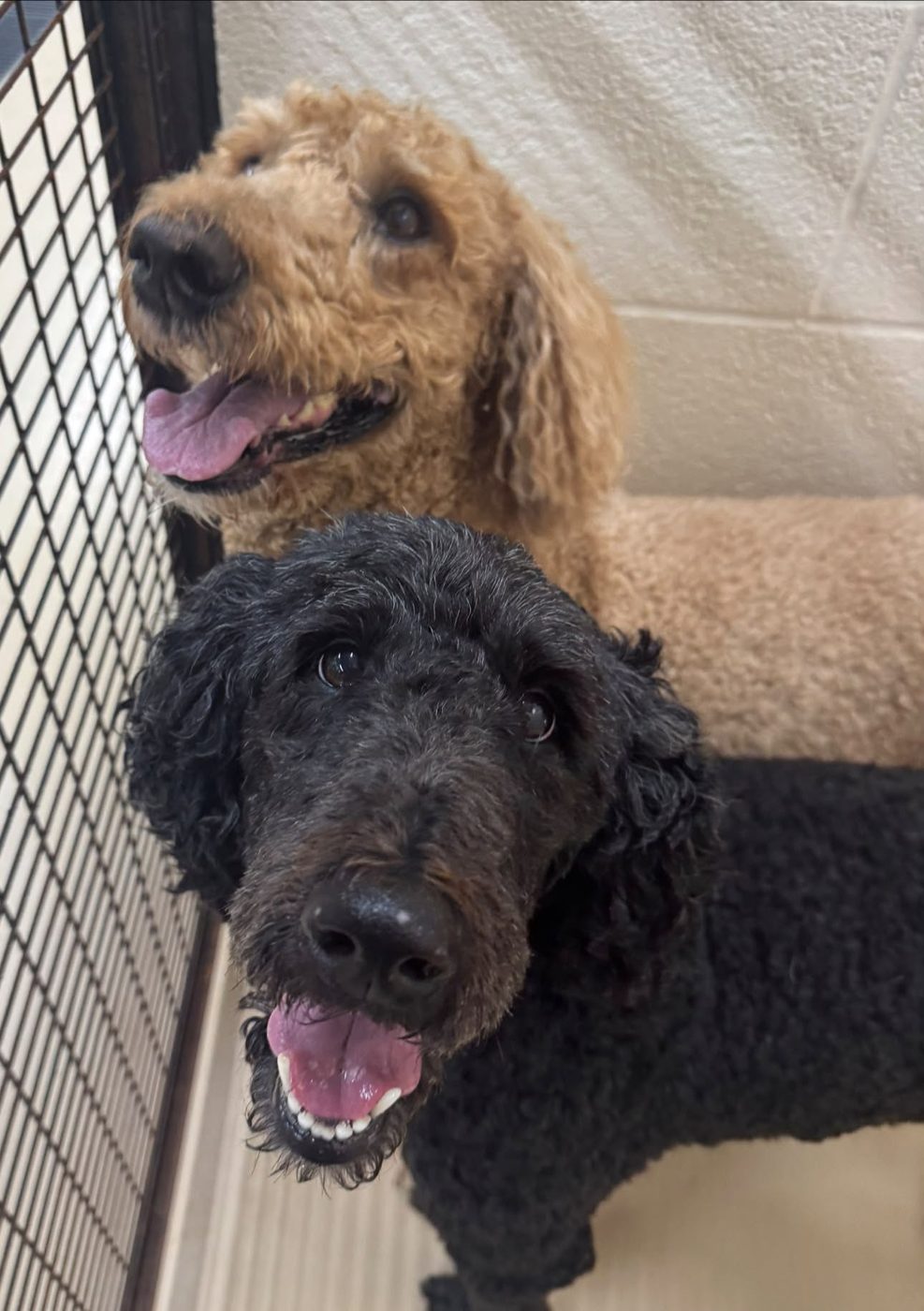 Doodle duo