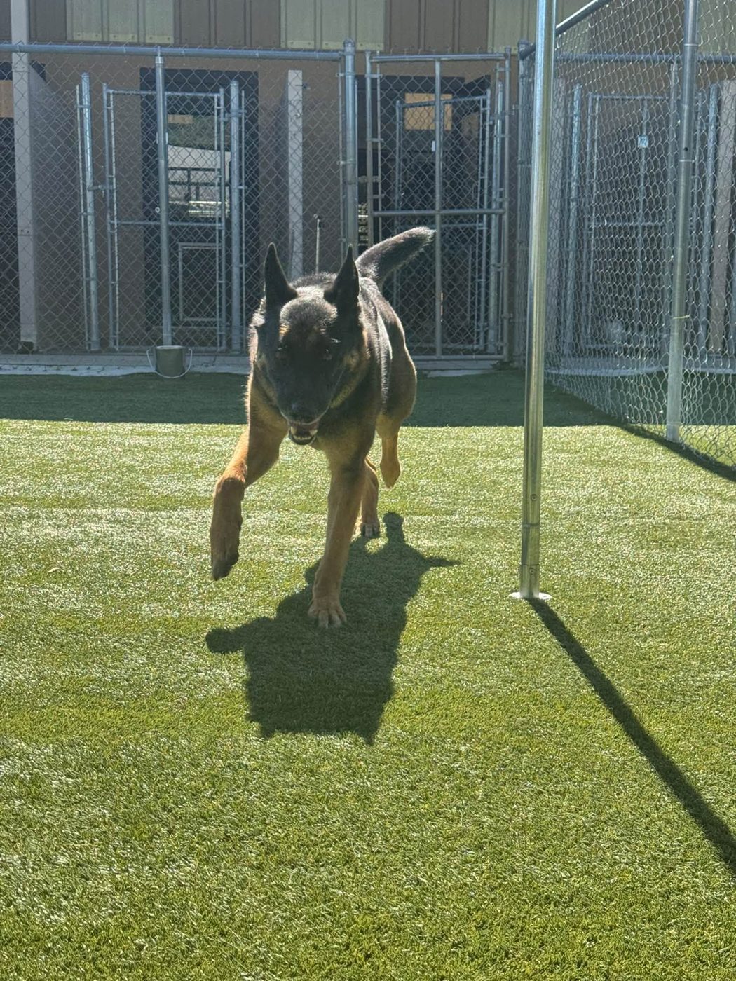 Zoomies in the big yard