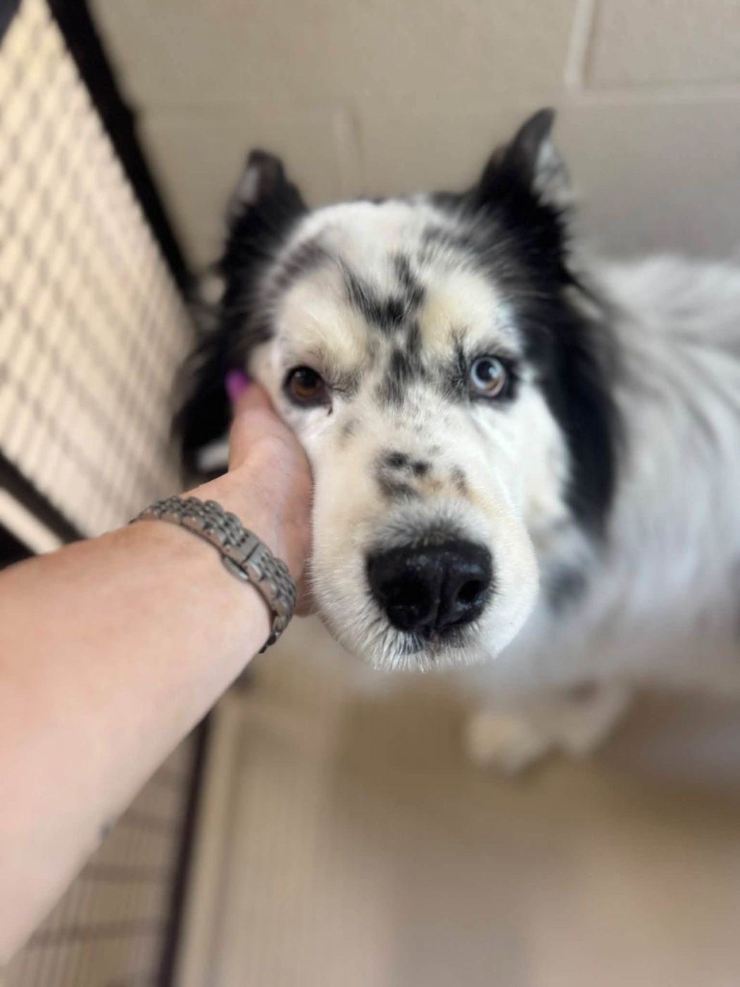 Ear scratches
