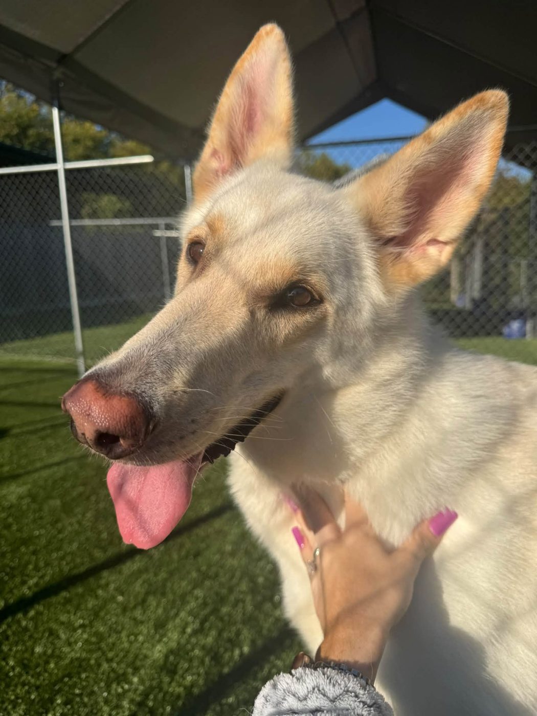 White shepherd grin