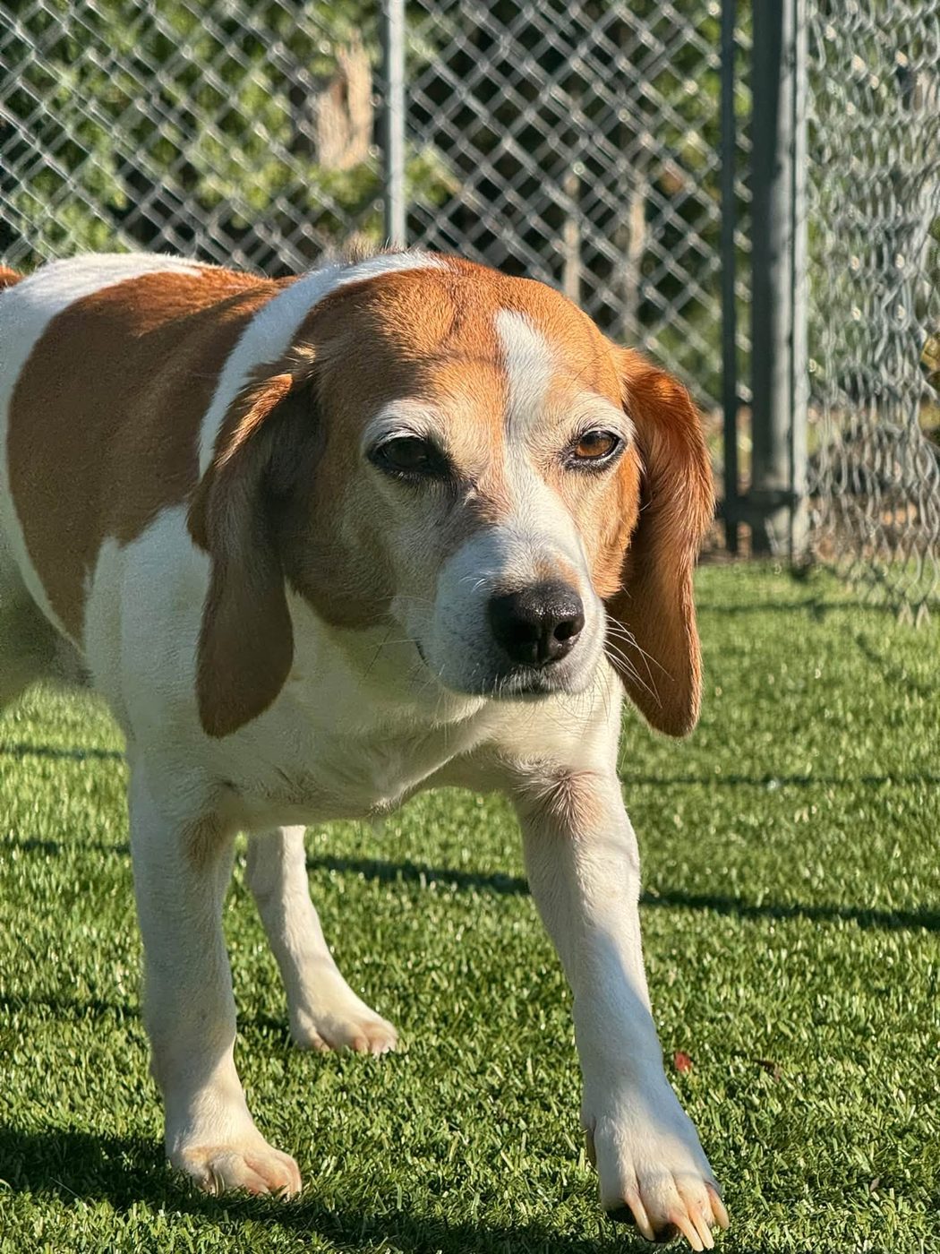 Beagle on patrol