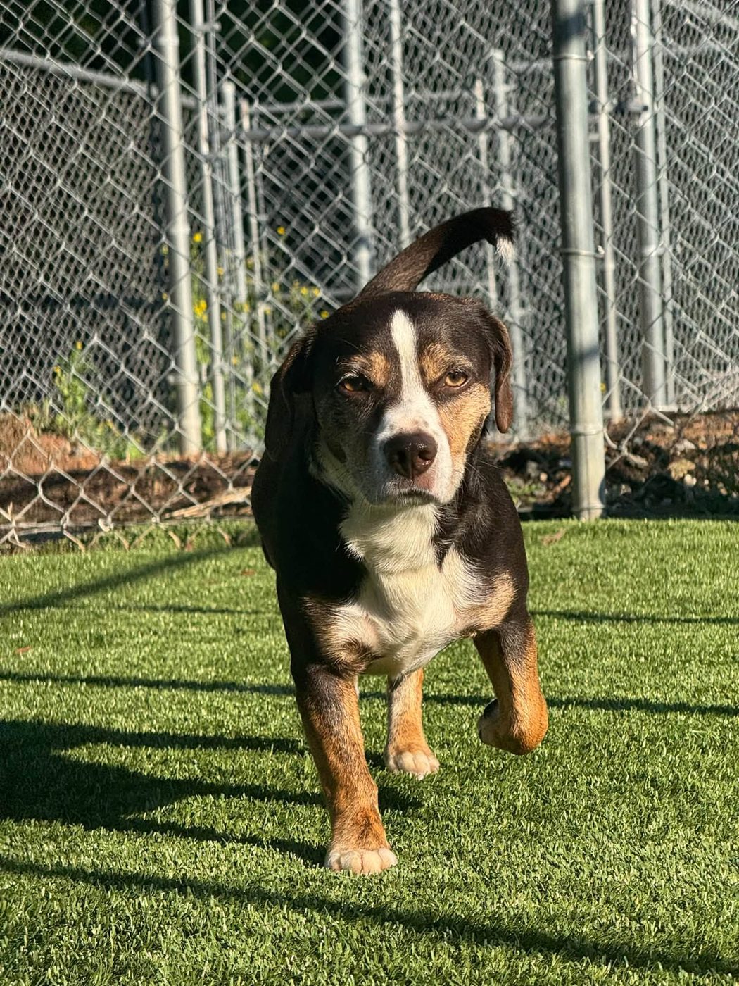 Little hound, big yard